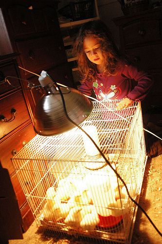 Abby With Chicks