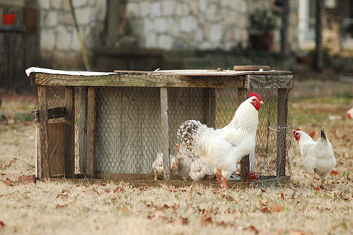 hen2